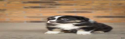 Australian Shepherd dogs for sale: Australian Shepherd Puppy 6 Tri-color puppies. - Ad 8