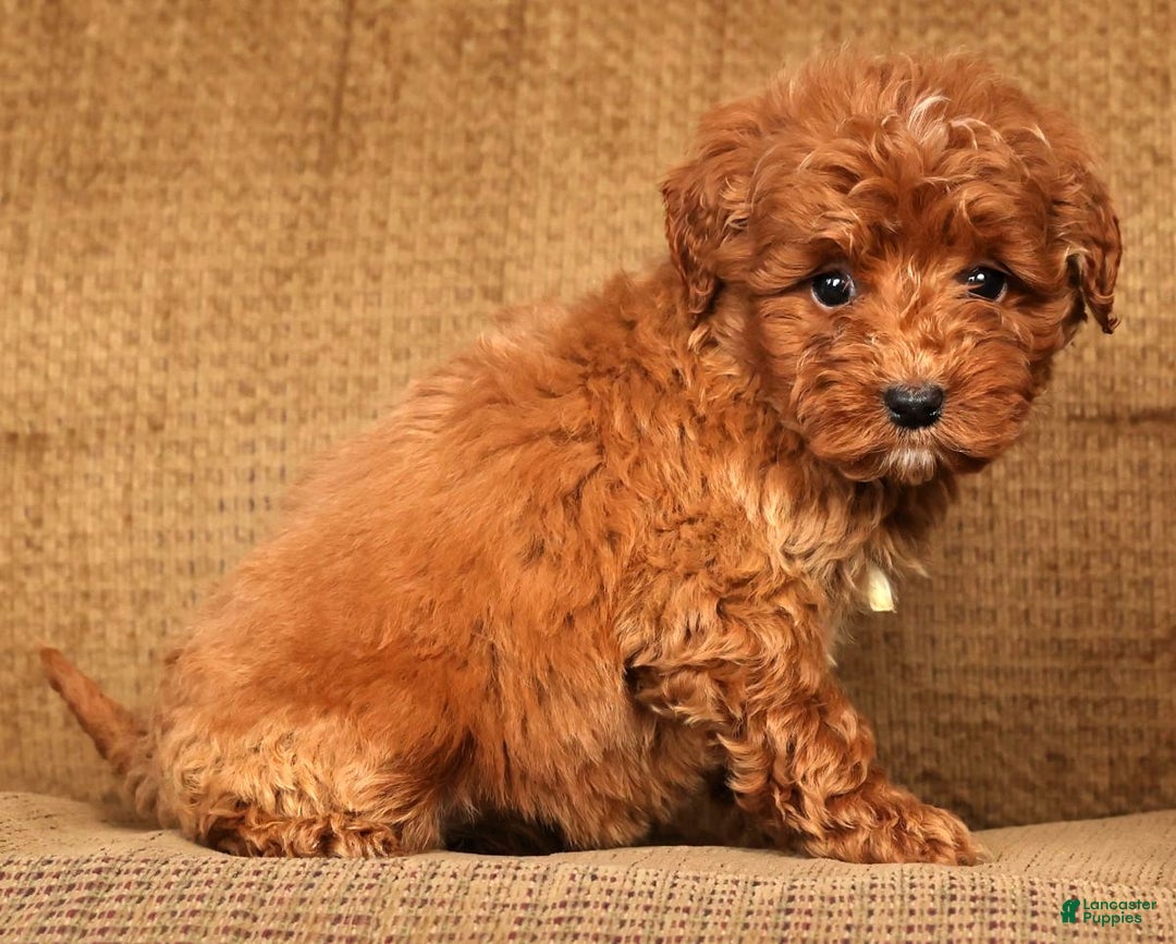Mini Goldendoodle dogs for sale: Lisa - Ad 6