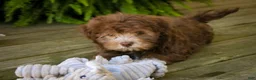 Havanese dogs for sale: Gatsby Havanese  - Ad 3