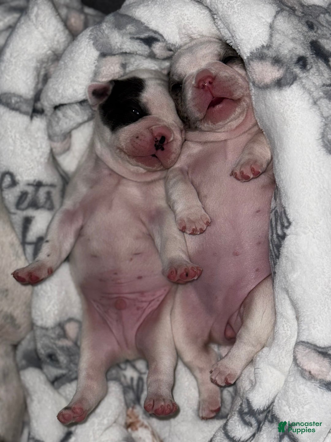 French Bulldog dogs for sale: French Bulldog Puppy 2 “Whisp” - Ad 11