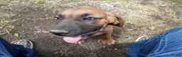 Mixed Breed dogs for sale: Louise - Ad 1