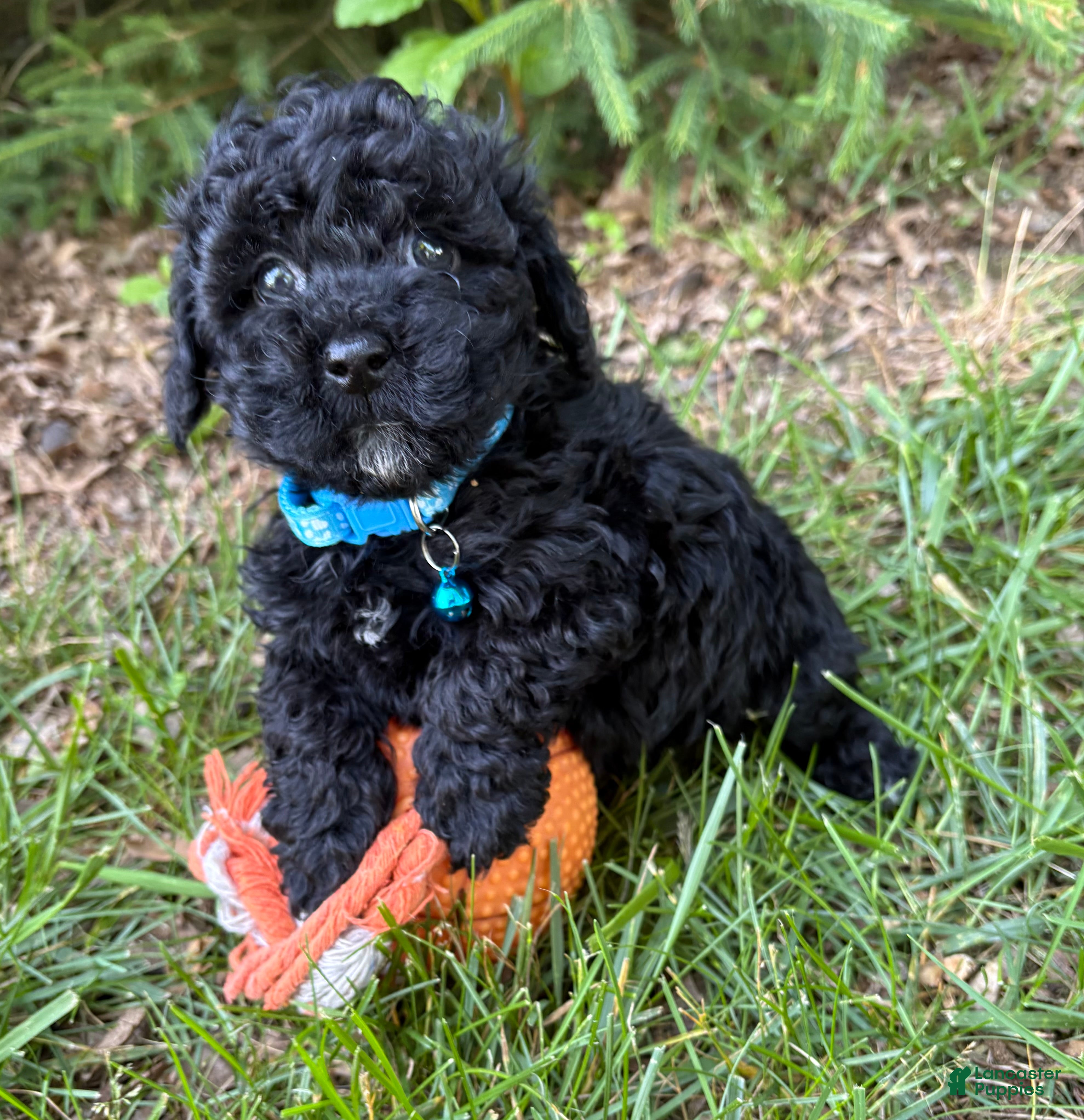 Havapoo dogs Austin - Ad 1