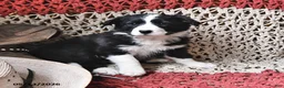 Border Collie dogs for sale: Daphne - Ad 3