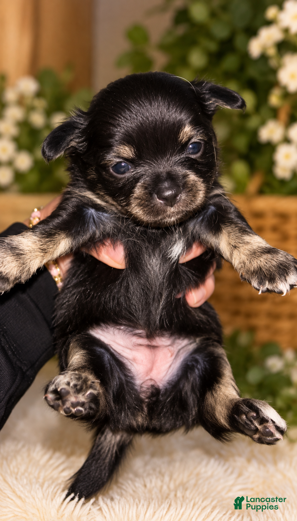Chihuahua dogs for sale: Chihuahua 6 - Ad 39