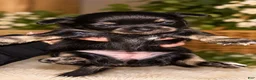 Chihuahua dogs for sale: Chihuahua 6 - Ad 1