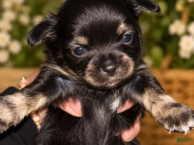 Chihuahua dogs for sale: Chihuahua 6 - Ad 39