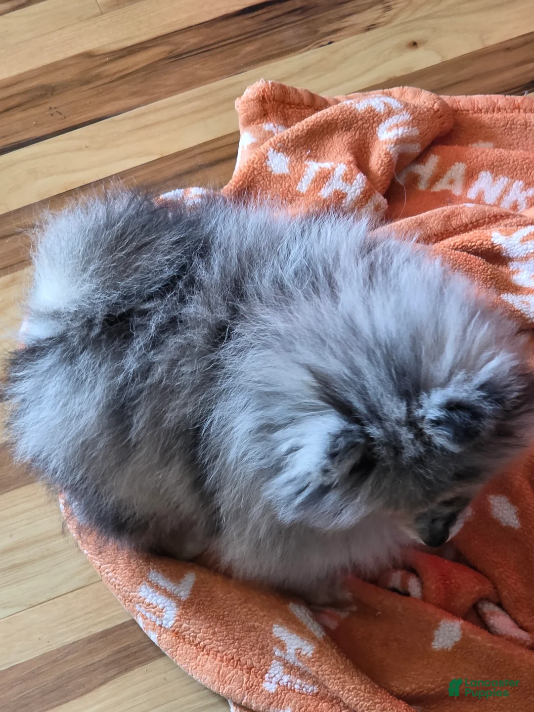 Pomeranian dogs for sale: Pomeranian Puppy 1 - Ad 2