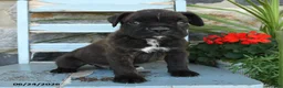 Boxer dogs for sale: Bruno - Ad 3