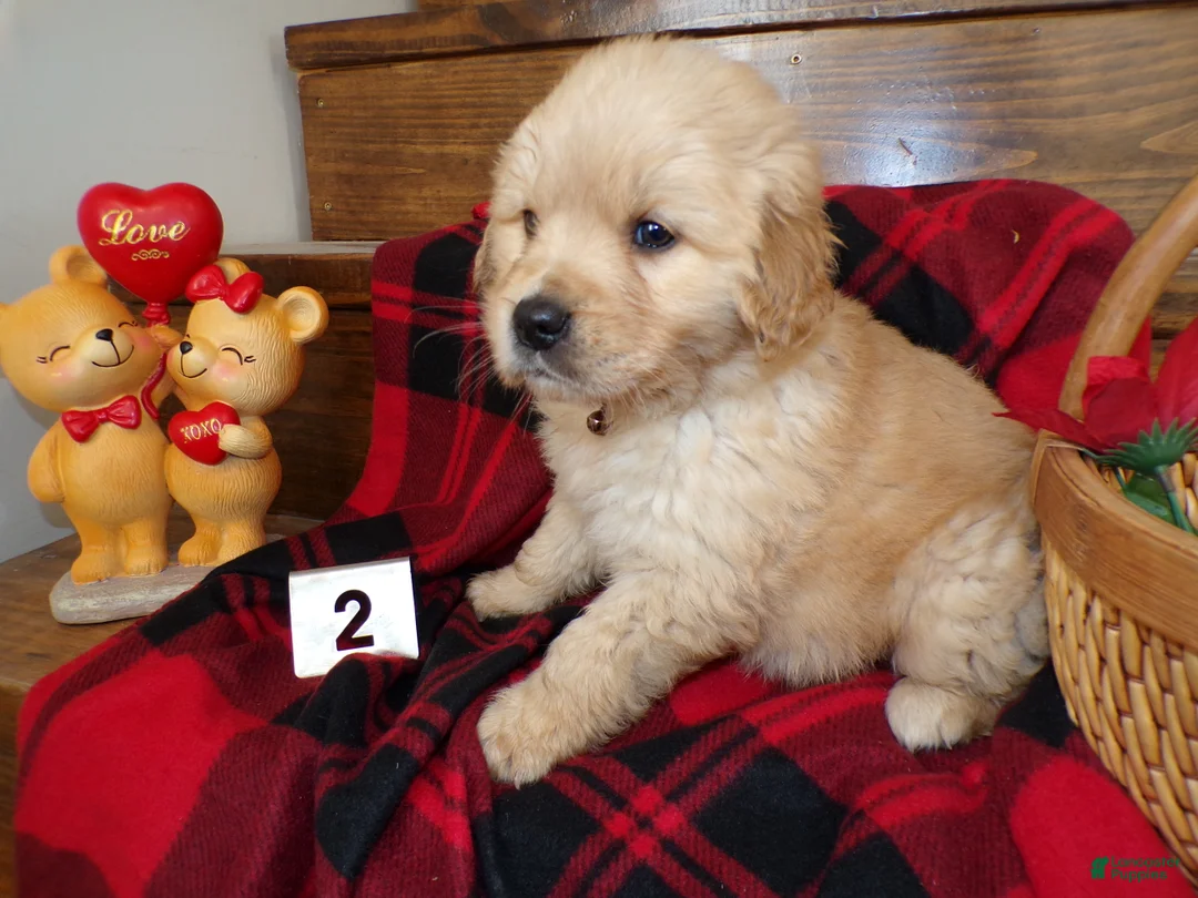 Golden Retriever dogs for sale: Golden Retriever Puppy 2 Buddy - Ad 2