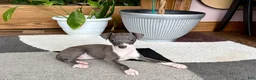 Italian Greyhound dogs for sale: Anna  - Ad 5