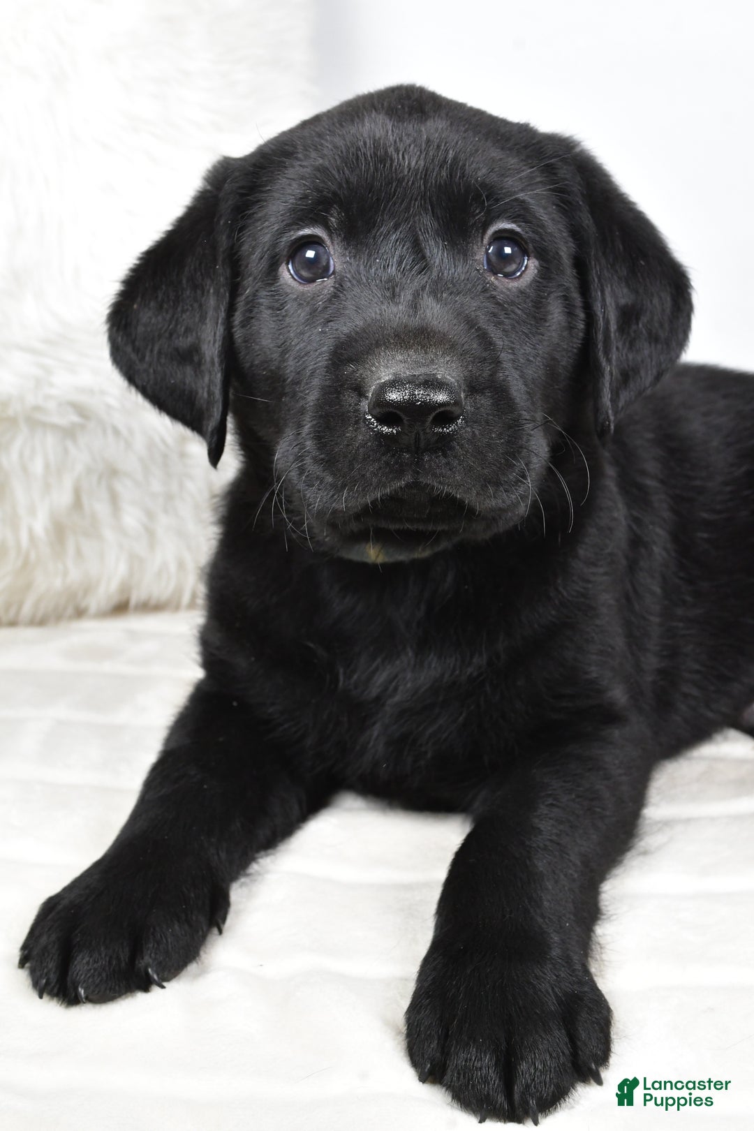 Labrador Retriever dogs for sale: Cooper - Ad 9