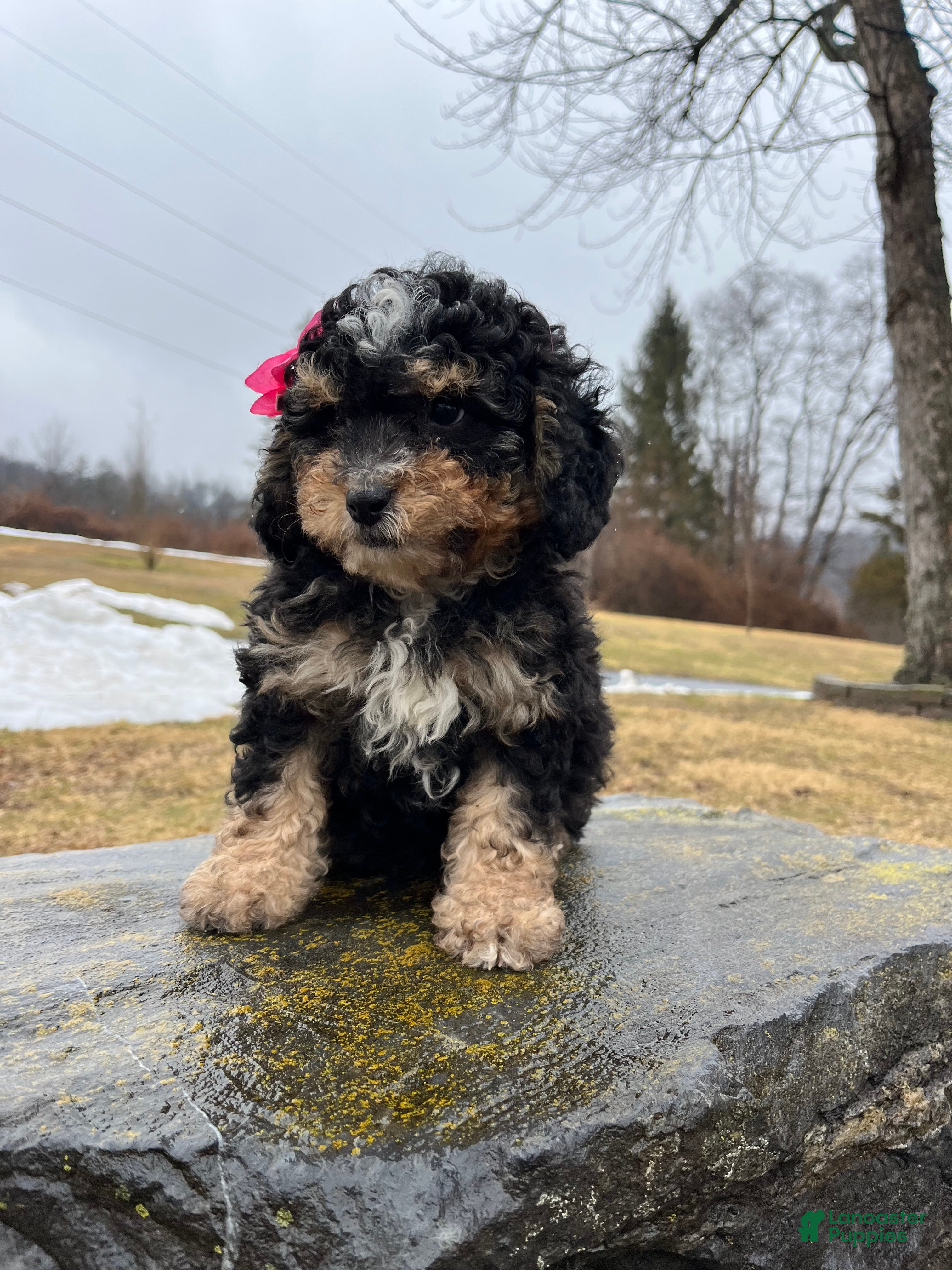 Mini Bernedoodle dogs Tequila  - Ad 2