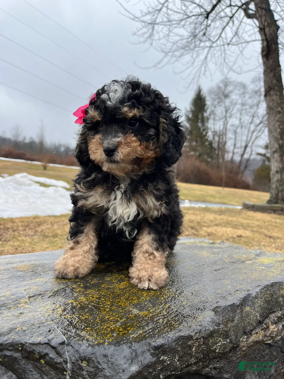 Mini Bernedoodle dogs for sale: Tequila  - Ad 1