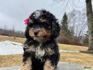 Mini Bernedoodle dogs for sale: Tequila - Ad 3