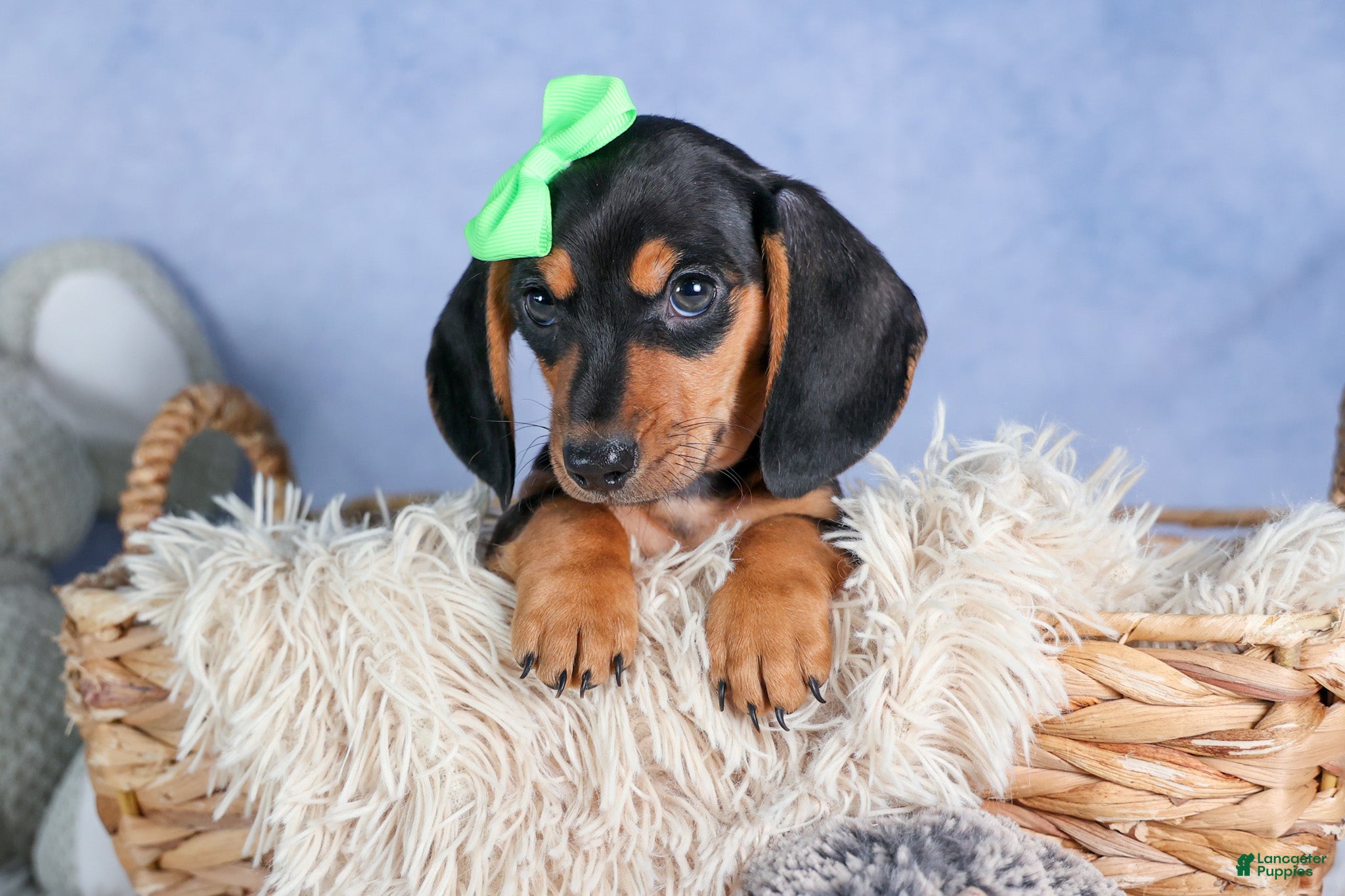 Miniature Dachshund dogs 🐾 MEET VARGO 🐶❤️ - Ad 2