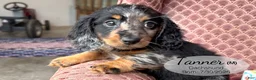 Dachshund dogs for sale: Tanner - Ad 4