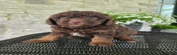 Mini Goldendoodle dogs for sale: Pongo - Ad 3