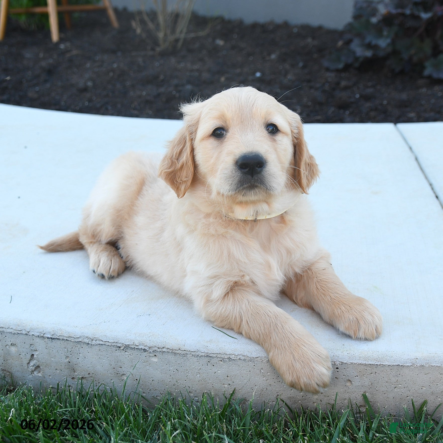 Golden Retriever dogs for sale: Wade - Ad 3