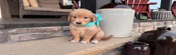 Golden Retriever dogs for sale: AKC Miss Sadie - Ad 3