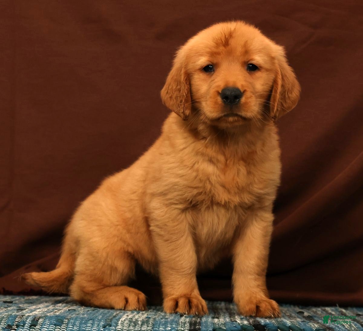 Golden Retriever dogs Ivory - Ad 1