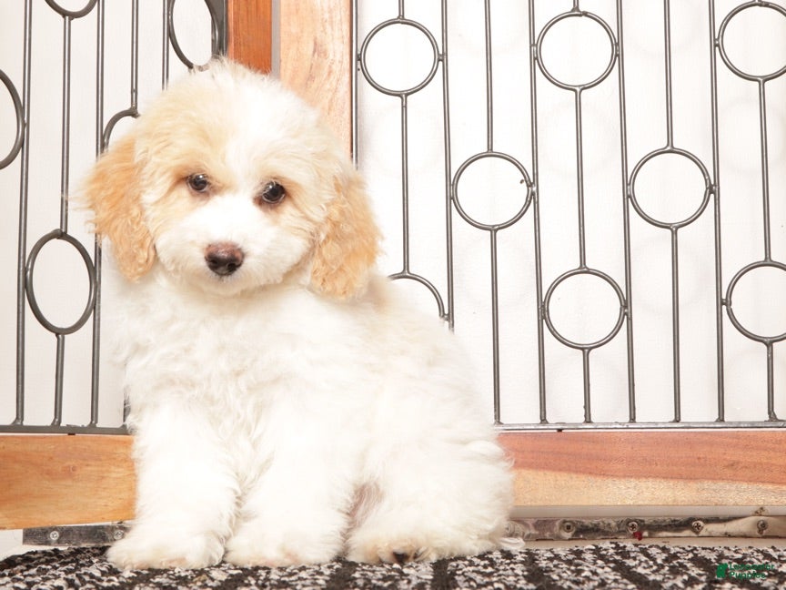 Bichpoo dogs June - Ad 2