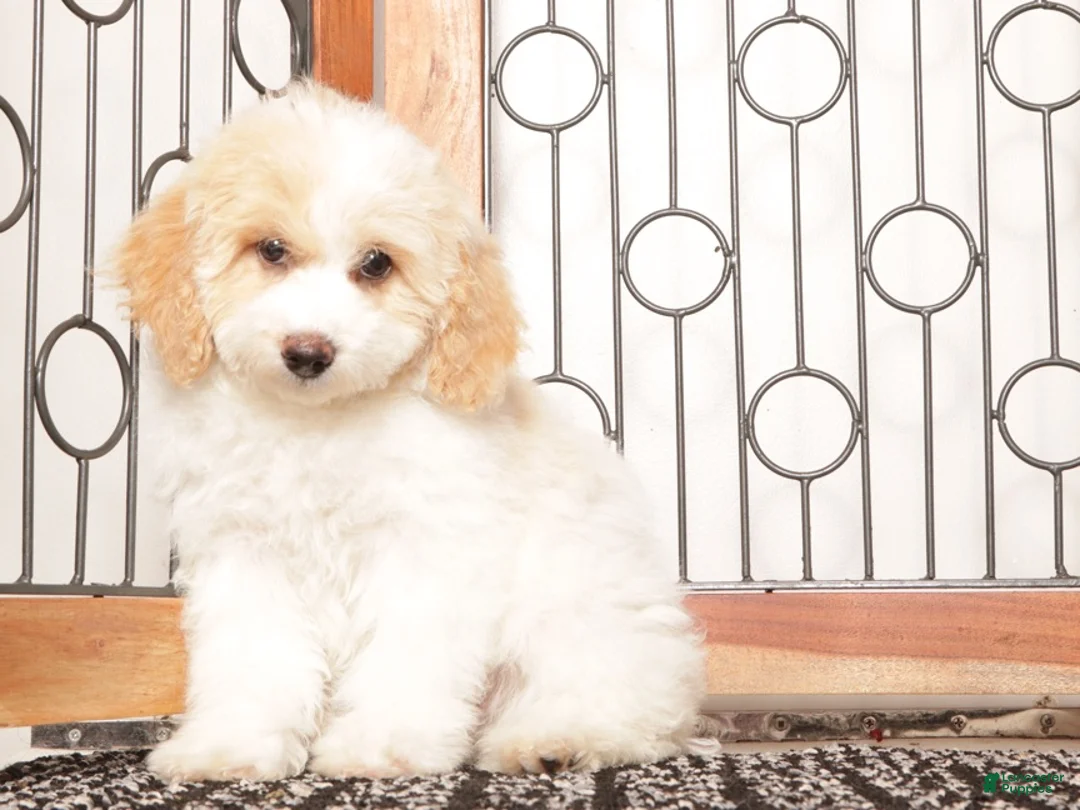 Bichpoo dogs for sale: June - Ad 2