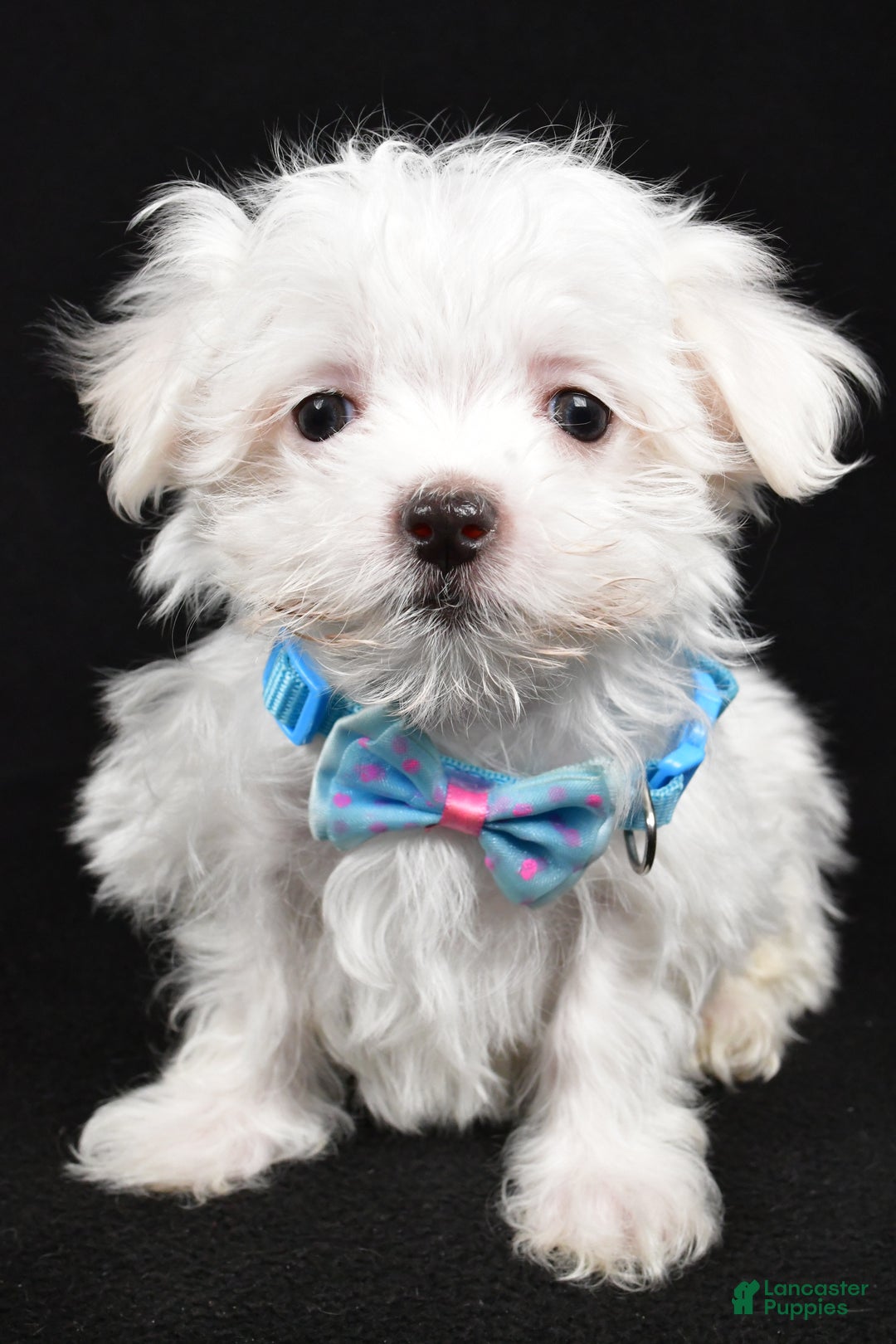 Maltese dogs for sale: Luke - Ad 8