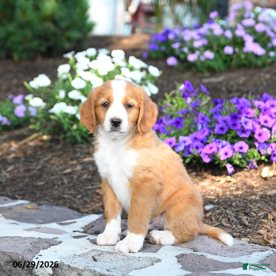 Mini Bernedoodle dogs Ping - Ad 2