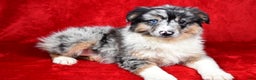 Miniature Australian Shepherd dogs for sale: Wiggles - Ad 4