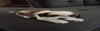 Shih Tzu 1