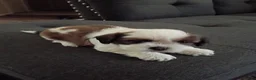 Shih Tzu dogs for sale: Shih Tzu 1 - Ad 1