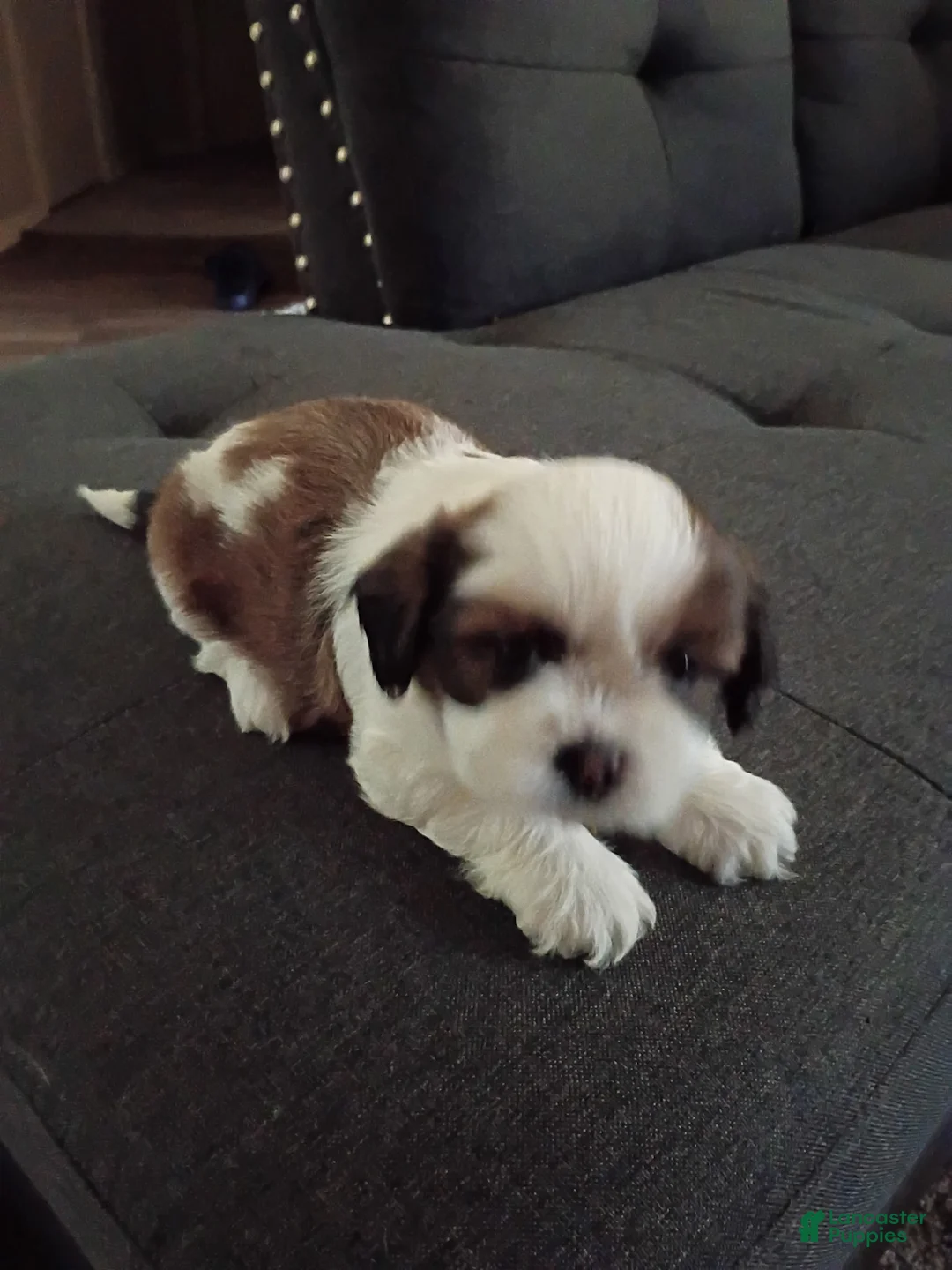 Shih Tzu dogs for sale: Shih Tzu 1 - Ad 1