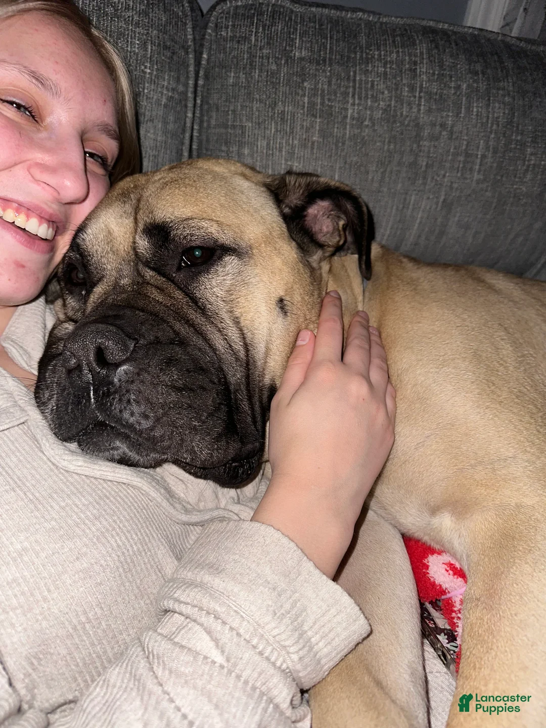 Bullmastiff dogs for sale: Bullmastiff Puppy 7 - Ad 2