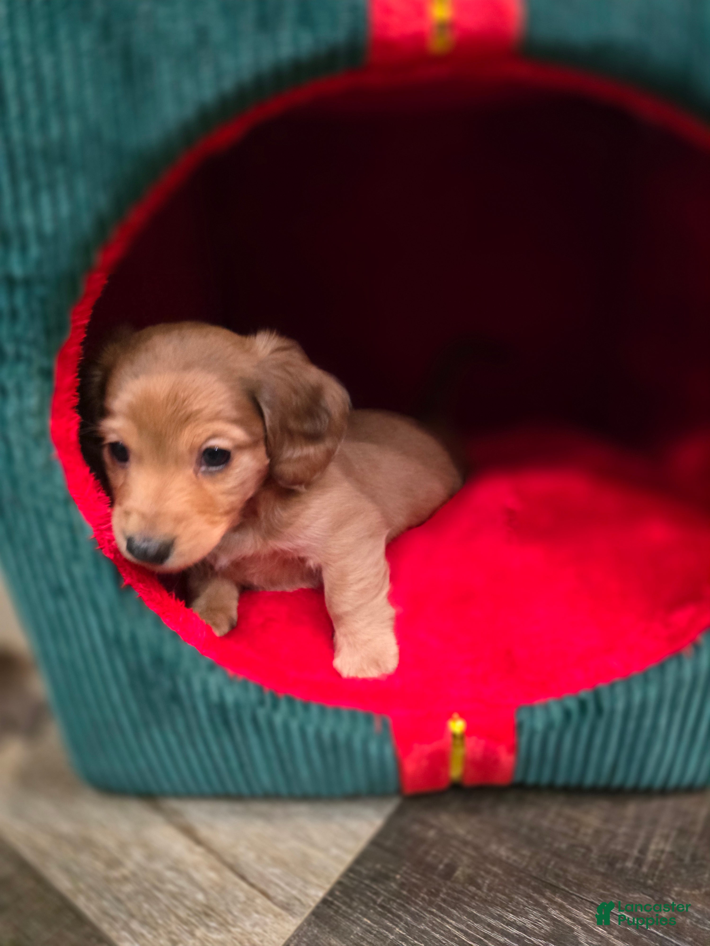 Miniature Dachshund dogs Duke - Ad 28
