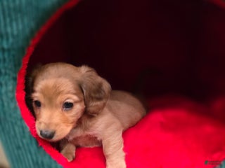 Miniature Dachshund dogs Duke - Ad 27