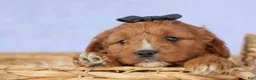 Cavapoo dogs for sale: Max 🐾🐶 - Ad 6