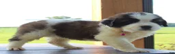 Saint Bernard dogs for sale: Missy - AKC Champion Bloodlines - Ad 11