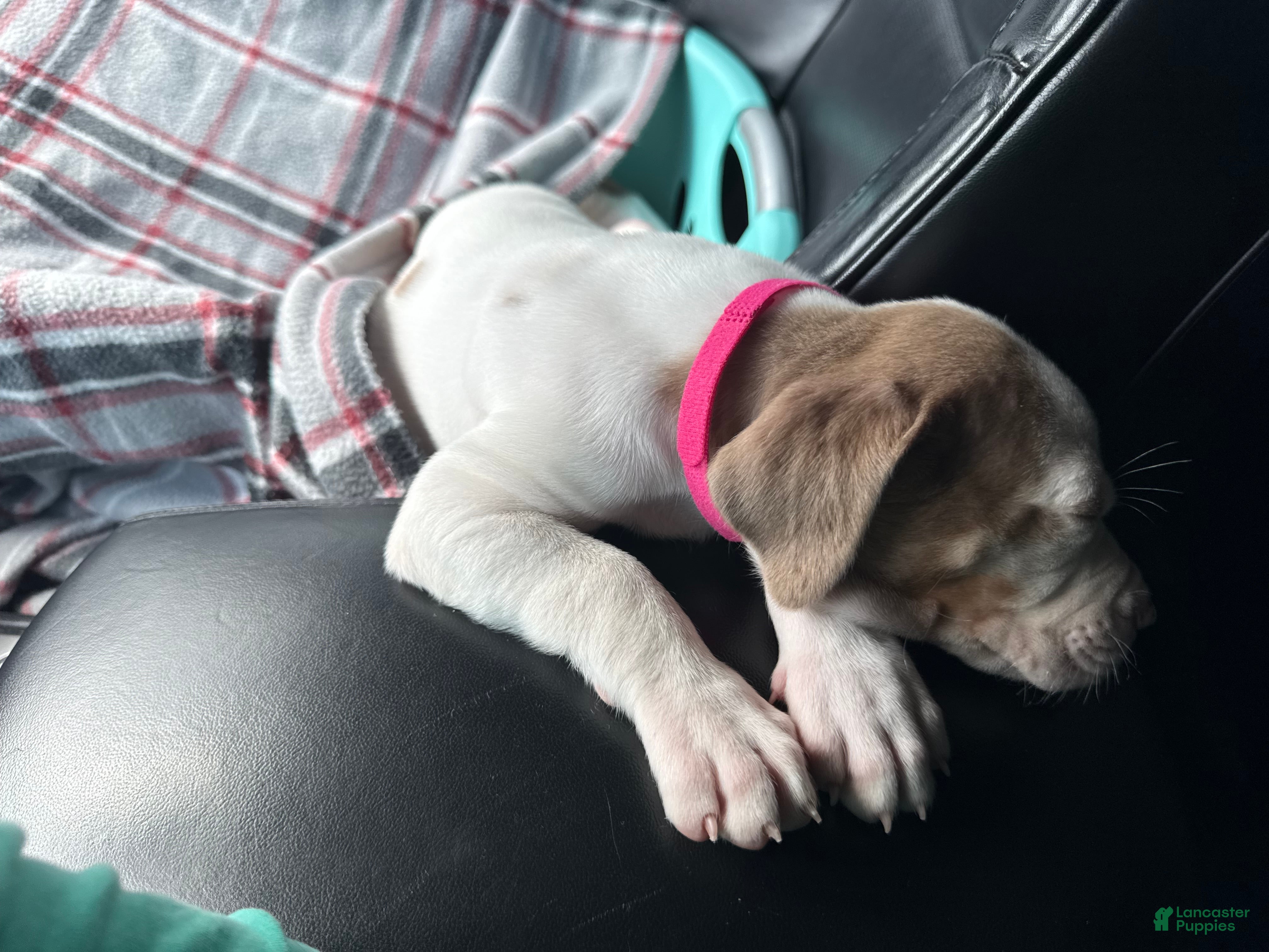 Catahoula Leopard Dog dogs DM Girl #1 - Ad 2