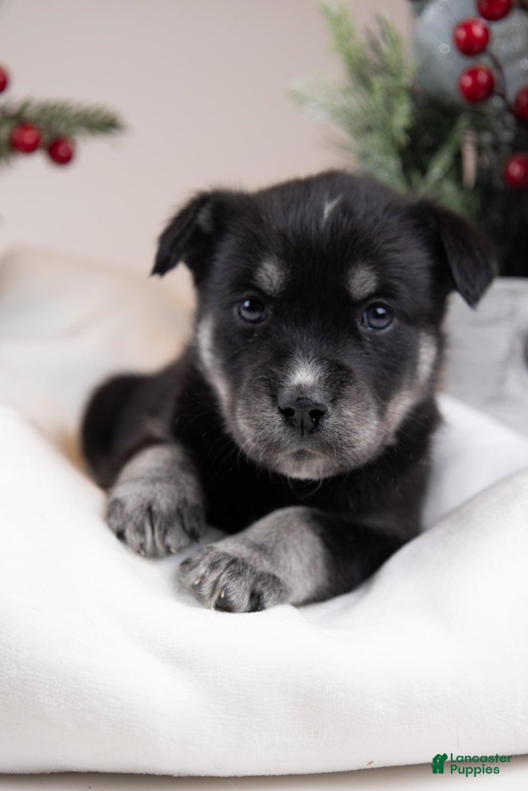 Goberian dogs for sale: Tundra - Ad 1