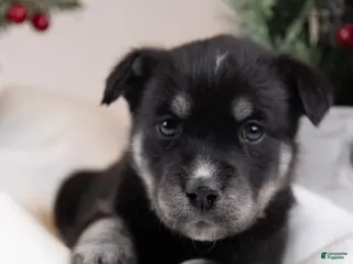 Goberian dogs Tundra - Ad 6