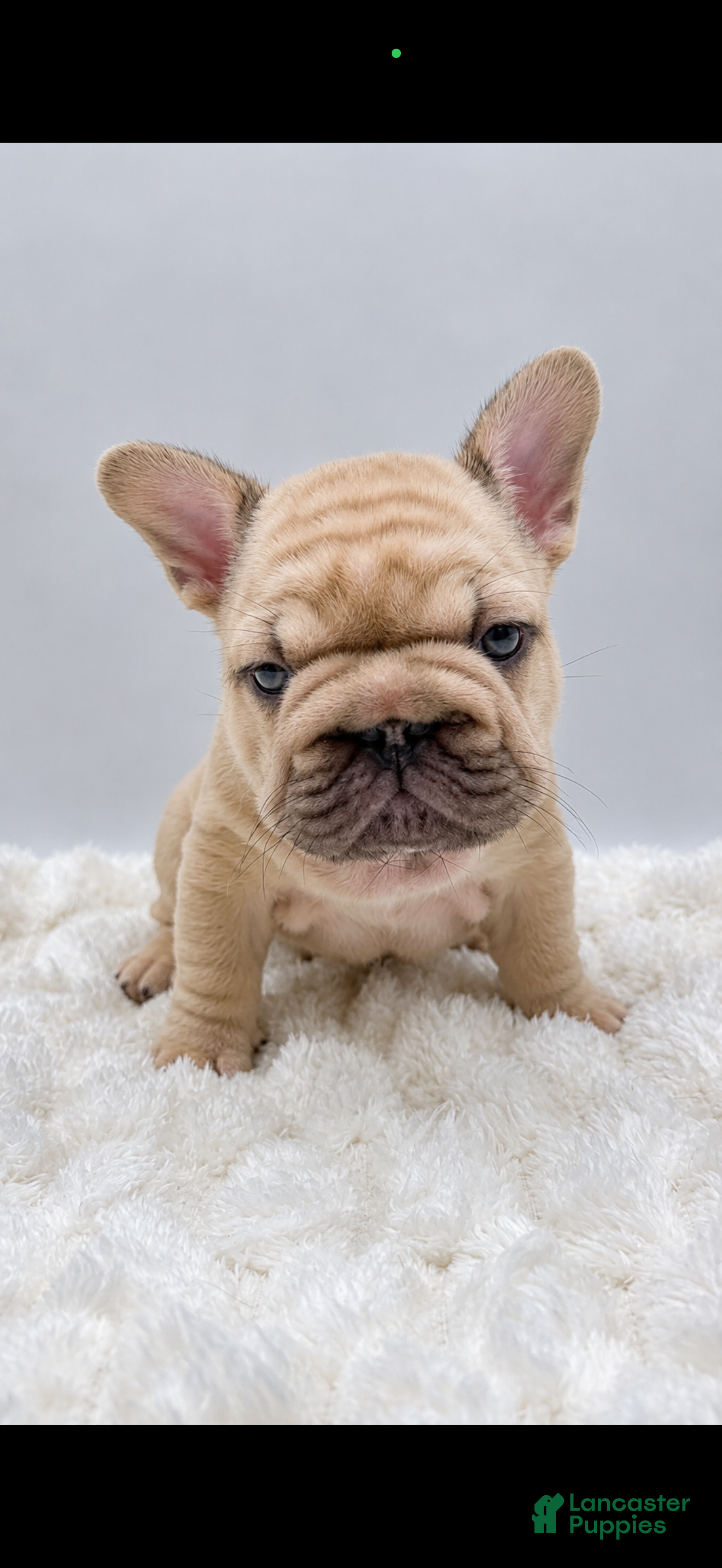 French Bulldog dogs Porkchop  - Ad 5