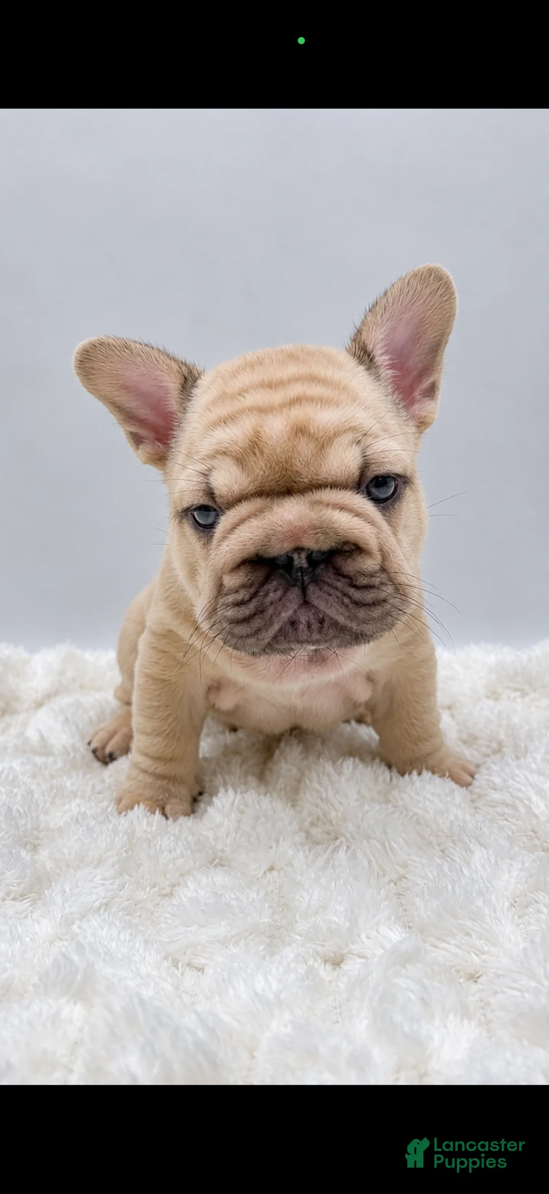 French Bulldog dogs for sale: Porkchop  - Ad 2