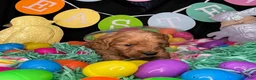 Cockapoo dogs for sale: Monte - Ad 7