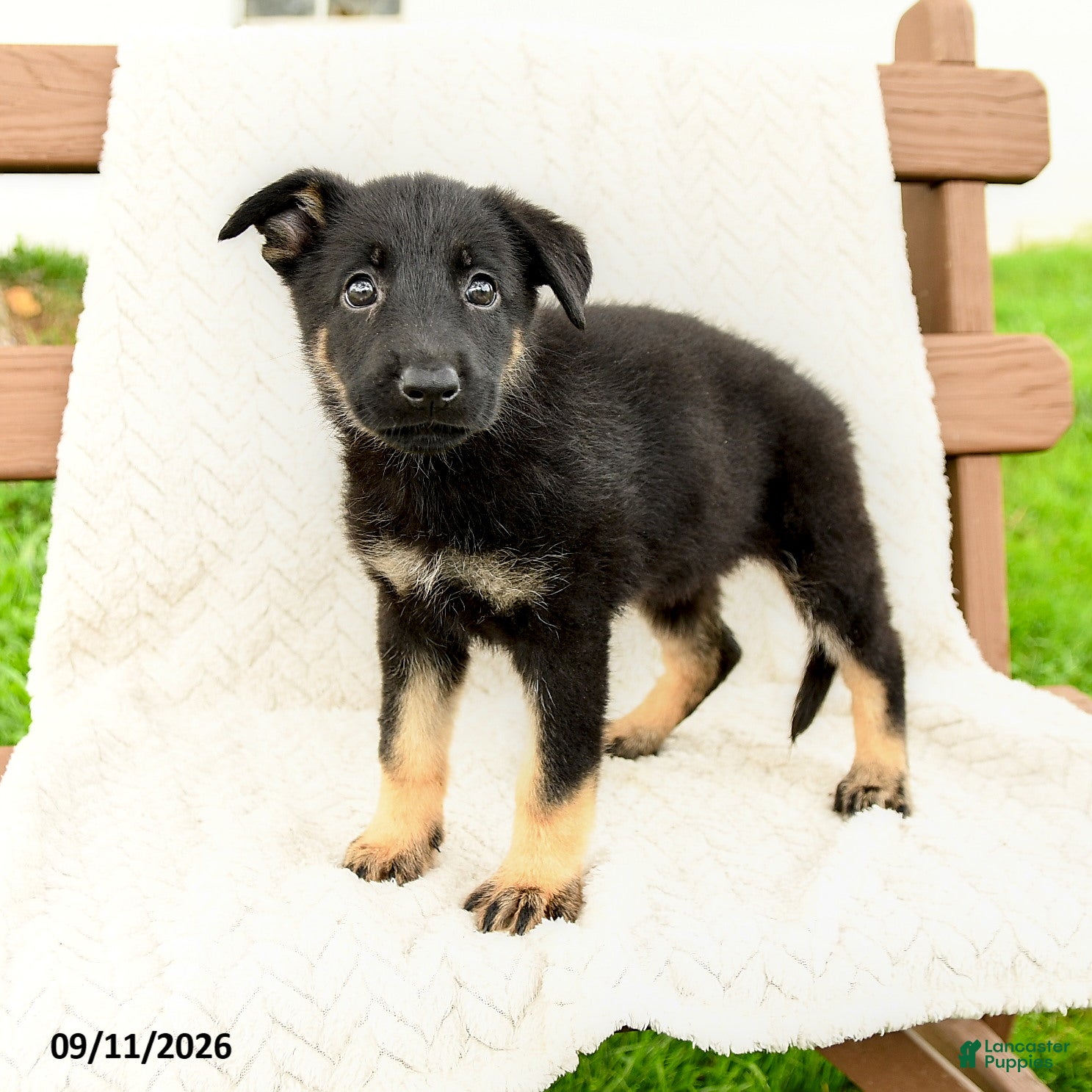 German Shepherd dogs Bianca - Ad 1