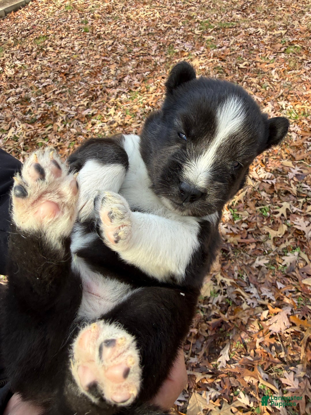 Siberian Husky dogs for sale: Bear - Ad 6