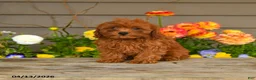 Cavapoo dogs for sale: Autumn - Ad 1