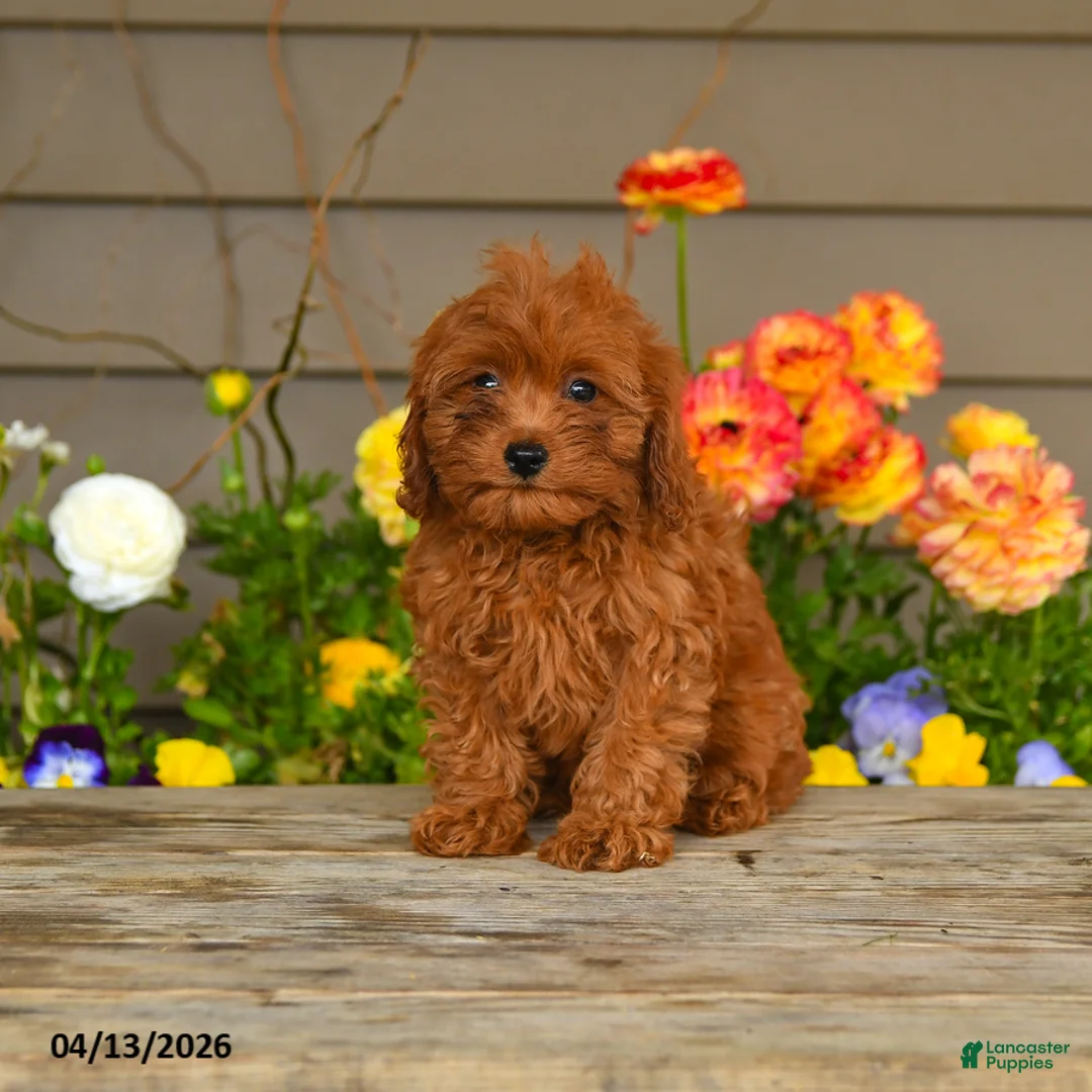 Cavapoo dogs for sale: Autumn - Ad 1