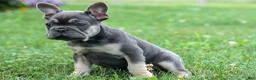 French Bulldog dogs for sale: Edison - Ad 11