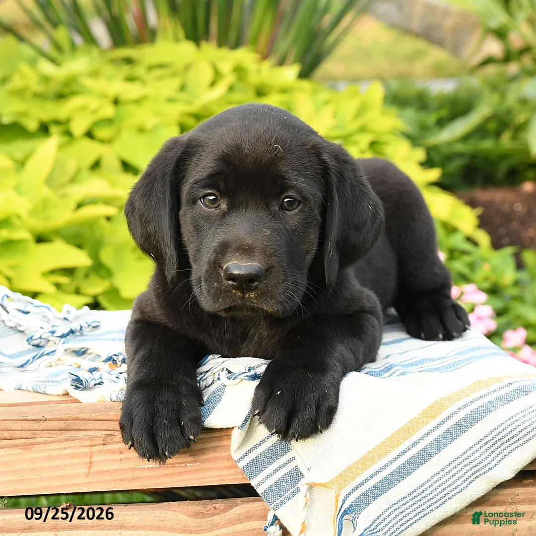 Labrador Retriever dogs for sale: Leo - Ad 2