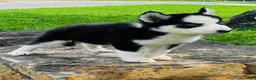 Siberian Husky dogs for sale: Rolex - Ad 13